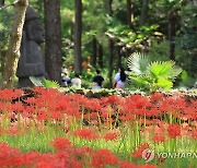 꽃무릇 활짝 핀 제주 한림공원