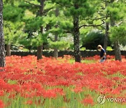 꽃무릇 활짝 핀 제주 한림공원