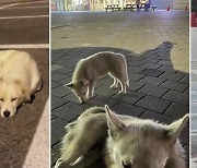 명절이 두려운 반려동물…“휴게소에 버리지 마세요”