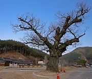 [고규홍의 큰 나무 이야기] 조상 음덕 오래 기억하는 나무