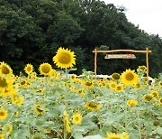 의정부 신곡체육공원 부지 ‘해바라기 정원’ 재탄생