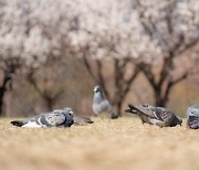 공원 비둘기 21마리 집단 폐사…누가 농약 뿌렸나