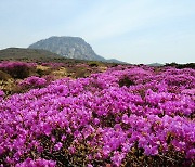 한라산 샘물 '영실물·노루샘·사제비물·절물' 음용 적합