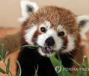 GREECE RED PANDA