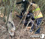 열화상 드론으로 멧돼지 추적한다…돼지열병 방역 활용