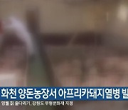 화천 양돈농장서 아프리카돼지열병 발생