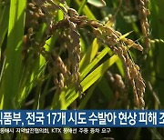 농식품부, 전국 17개 시도 수발아 현상 피해 조사