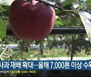 정선사과 재배 확대…올해 7,000톤 이상 수확