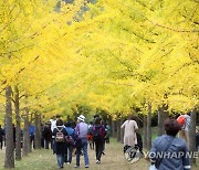 홍천 가을명소 '은행나무숲' 30일부터 10월 31일까지 무료 개방