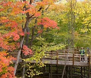 '가을 숲 여행' 산림복지진흥원, 15개 시설서 산림치유 페스타