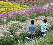 향기 가득한 '인제 가을꽃축제'