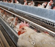 남아공 조류인플루엔자 비상…"닭 500만 마리 살처분"