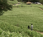 메밀꽃이 만든 장관.."경관농업의 정수"