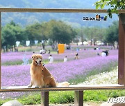 반려견과 함께 ‘찰칵’ 인제 가을꽃축제장