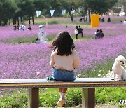 반려견과 함께 ‘찰칵’ 인제 가을꽃축제장