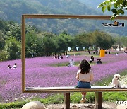 반려견과 함께 ‘찰칵’ 인제 가을꽃축제장