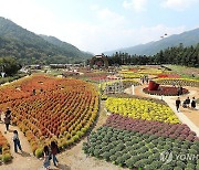 인제 가을꽃축제 찾은 관광객들