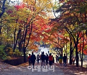 '비밀의 숲'이 열린다..안양 서울대 관악수목원에서 즐기는 단풍