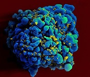 [2023 노벨상] mRNA 끝없이 확장 중…말라리아·에이즈·피부암 치료제까지