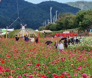 평창 백일홍축제 관광객 10만여명 방문, 3일 폐막