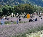 추석 황금연휴, 인제 가을꽃 축제장 인산인해