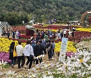 추석 황금연휴, 인제 가을꽃 축제장 인산인해