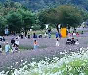 추석 황금연휴, 인제 가을꽃 축제장 인산인해