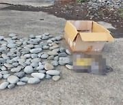 제주 바닷가 몽돌 훔친 중국인 모녀 “마당 꾸미려고”…불구속 입건