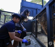 갈비사자 '바람이'에게 먹이주는 김건희 여사