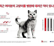 질병 숨기는 고양이, 치료 시기 놓칠 수도…병원 안 가는 이유 보니