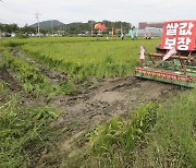 쌀 생산량 2.1% 줄어 368만톤…“쌀값 안정화 도움될 것”