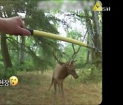 [오늘의 영상] 숲속 그네에 뿔 얽힌 엘크, 조마조마 구조 현장