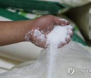 설탕값 '고공행진'…13년 만에 최고치