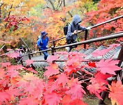 "단풍 좋네" 설레는 등산객…'입산주' '정상주' 대신 '이것' 드세요