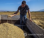 NORTH MACEDONIA RICE HARVEST