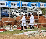 제주 최고의 소를 뽑소