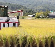 삼척시, 기후 적응형 벼 안정생산 시범사업 추진