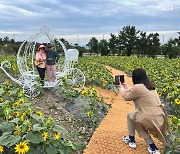 '내 인생샷 오늘 여기서' 영천동 해바라기 축제 발걸음