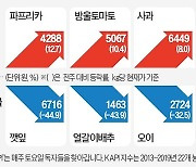 '가을의 맛' 단감도 이상기후 직격탄