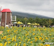 한라산 앞 해바라기 축제