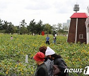 서귀포시 영천동 해바라기 축제