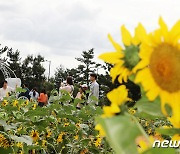 해바라기 핀 제주