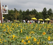 해바라기 축제 열린 제주