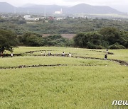 드넓은 제주 메밀꽃밭