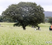 제주서 열린 가을 메밀문화제