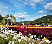 만개한 인제 가을꽃 축제