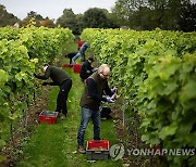 BRITAIN PHOTO SET AGRICULTURE VINEYARDS