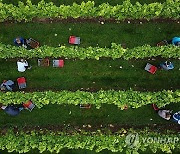 BRITAIN PHOTO SET AGRICULTURE VINEYARDS