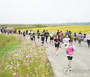 코스모스 핀 황금 들녘 달리는 마라톤 동호인들