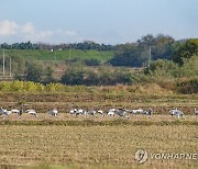 철원평야 찾은 겨울 진객 재두루미